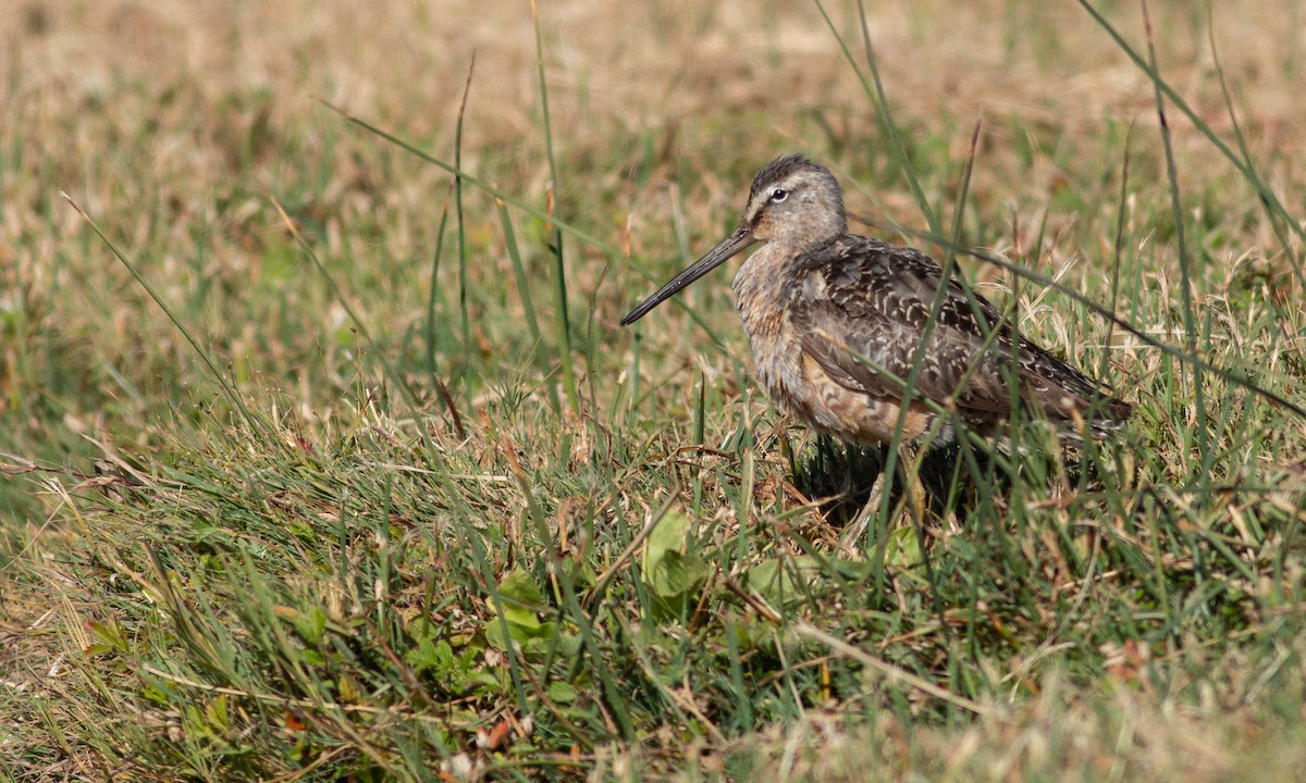 Long-billed Dowitcher - ML185001921