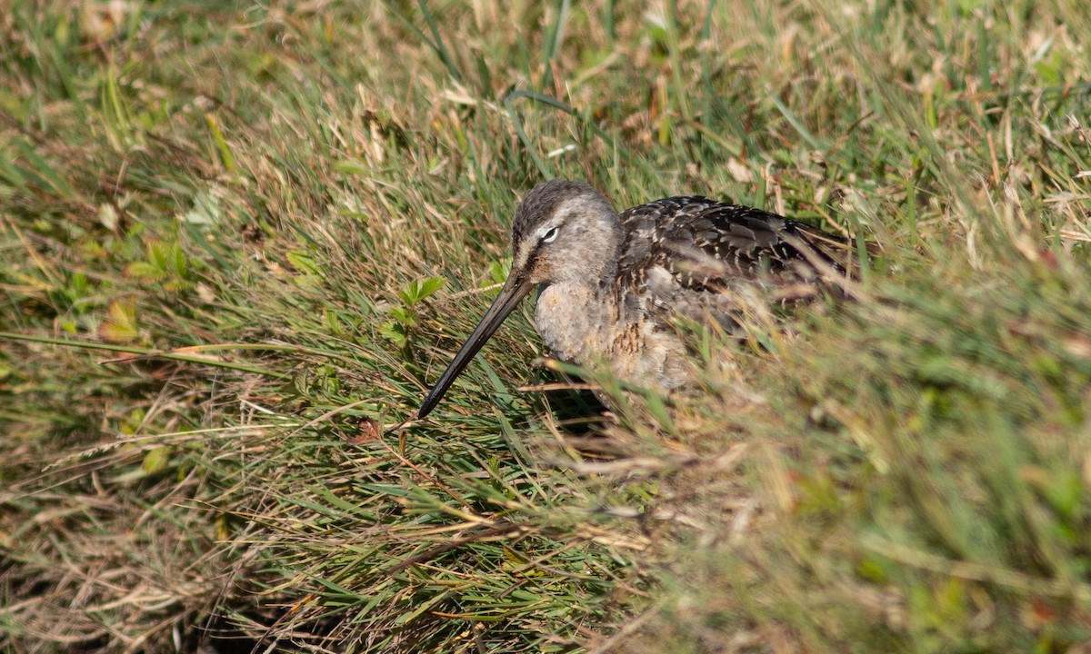 Long-billed Dowitcher - ML185001931