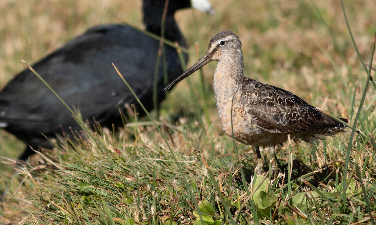 Long-billed Dowitcher - ML185001941