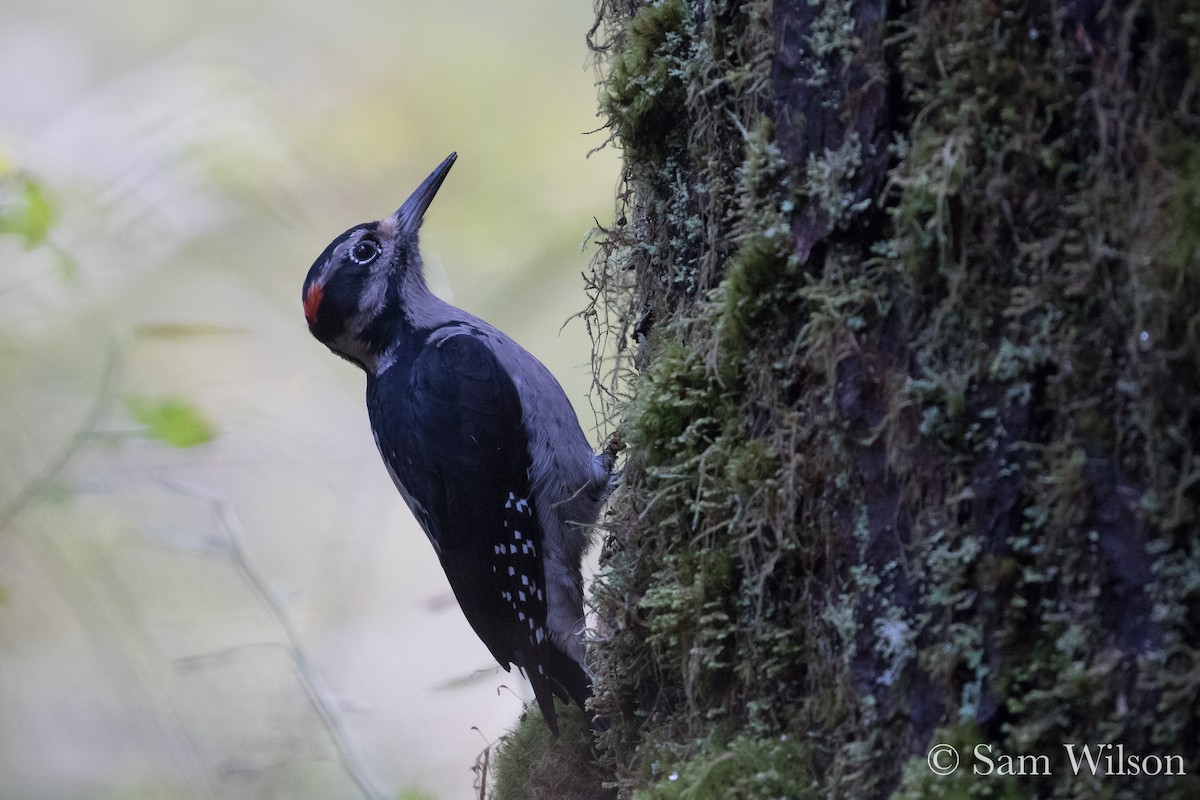 Hairy Woodpecker (Pacific) - Sam Wilson