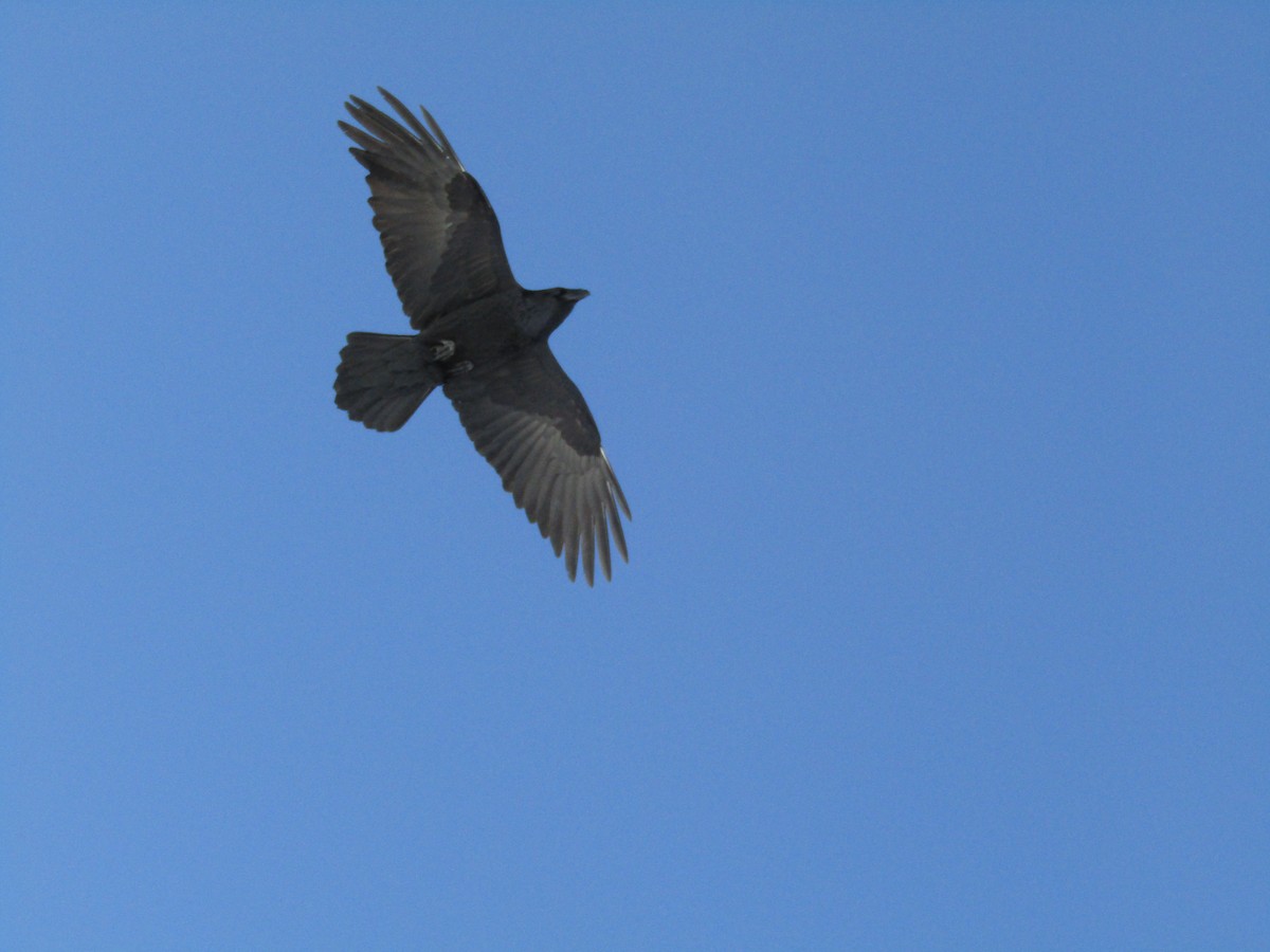 Common Raven - ML185011461