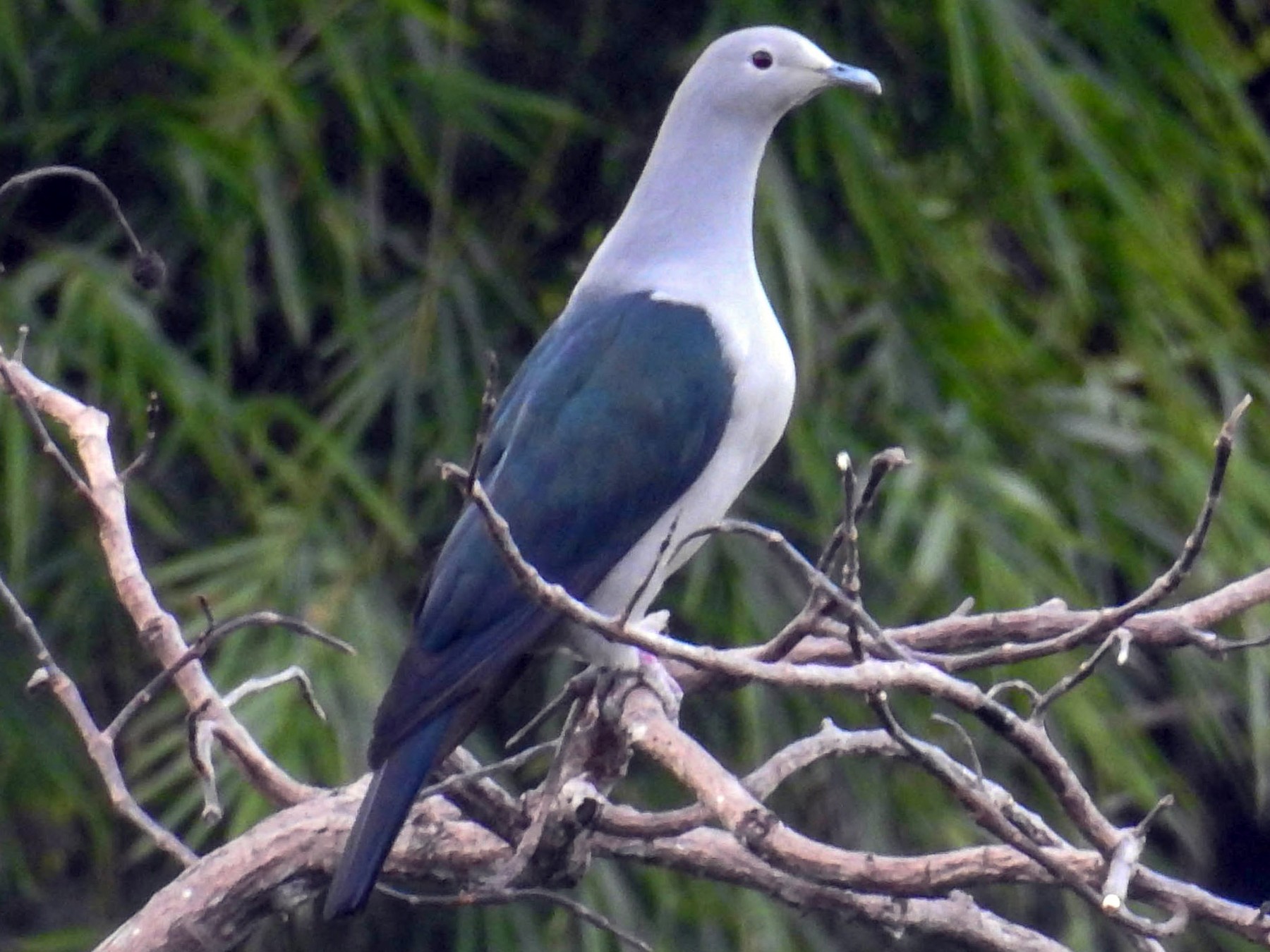 Nicobar Imperial-Pigeon - eBird