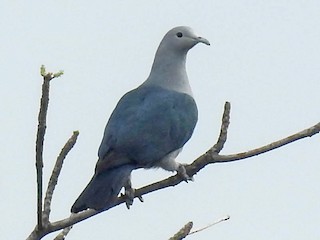  - Nicobar Imperial-Pigeon