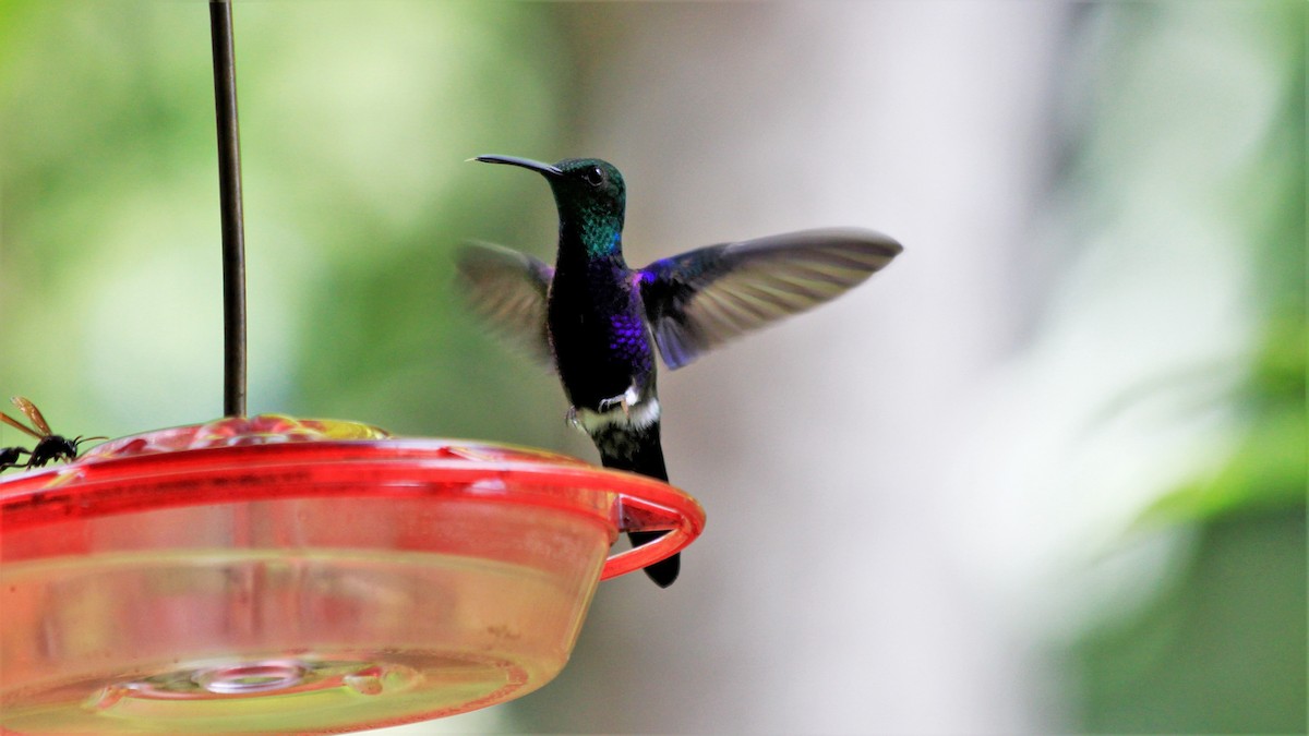 kolibřík nymfový - ML185019361