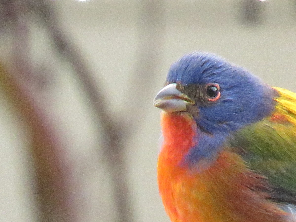 Painted Bunting - ML185020101