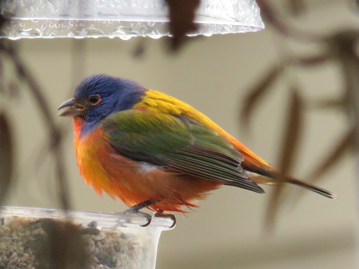 Painted Bunting - ML185020161