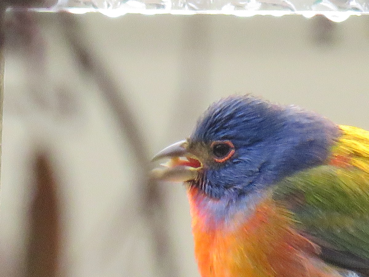 Painted Bunting - ML185020181