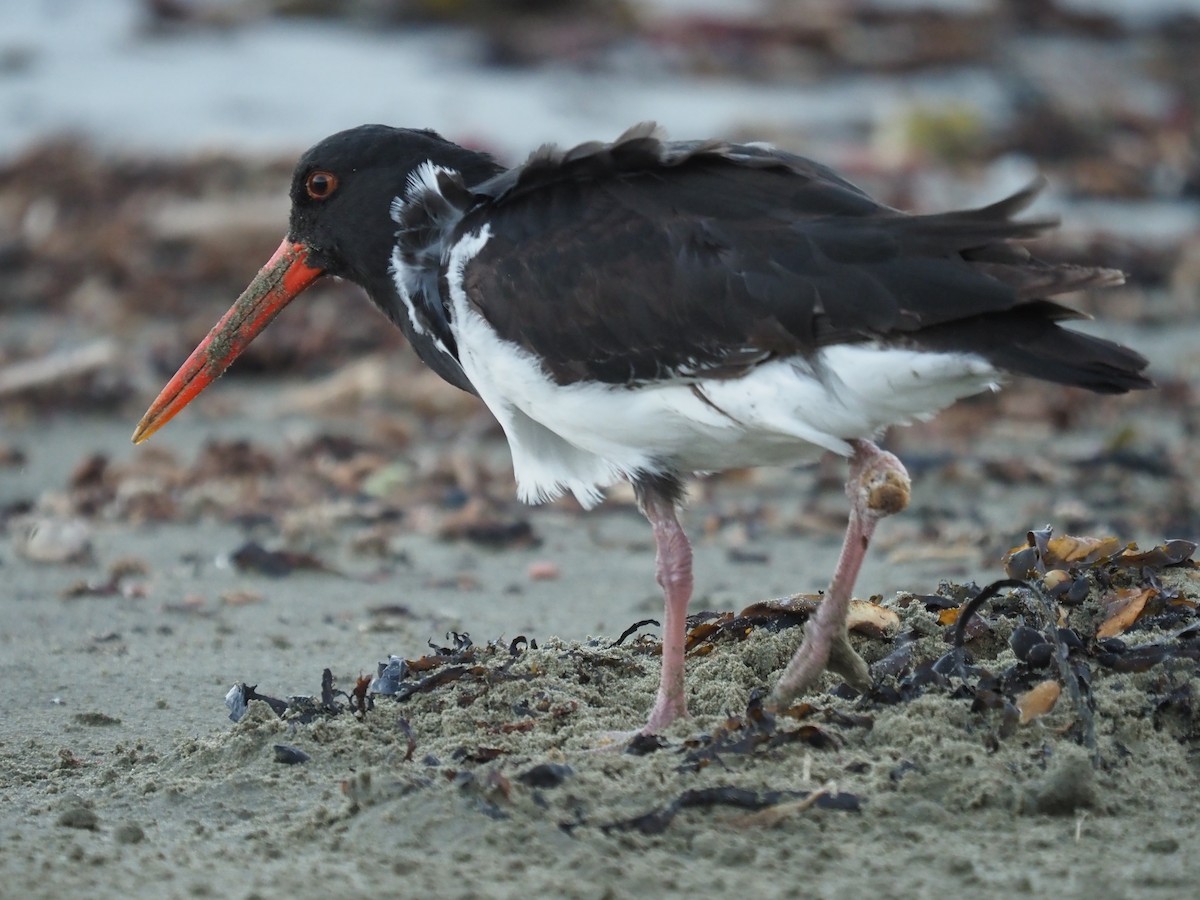 Variable Oystercatcher - Sue North