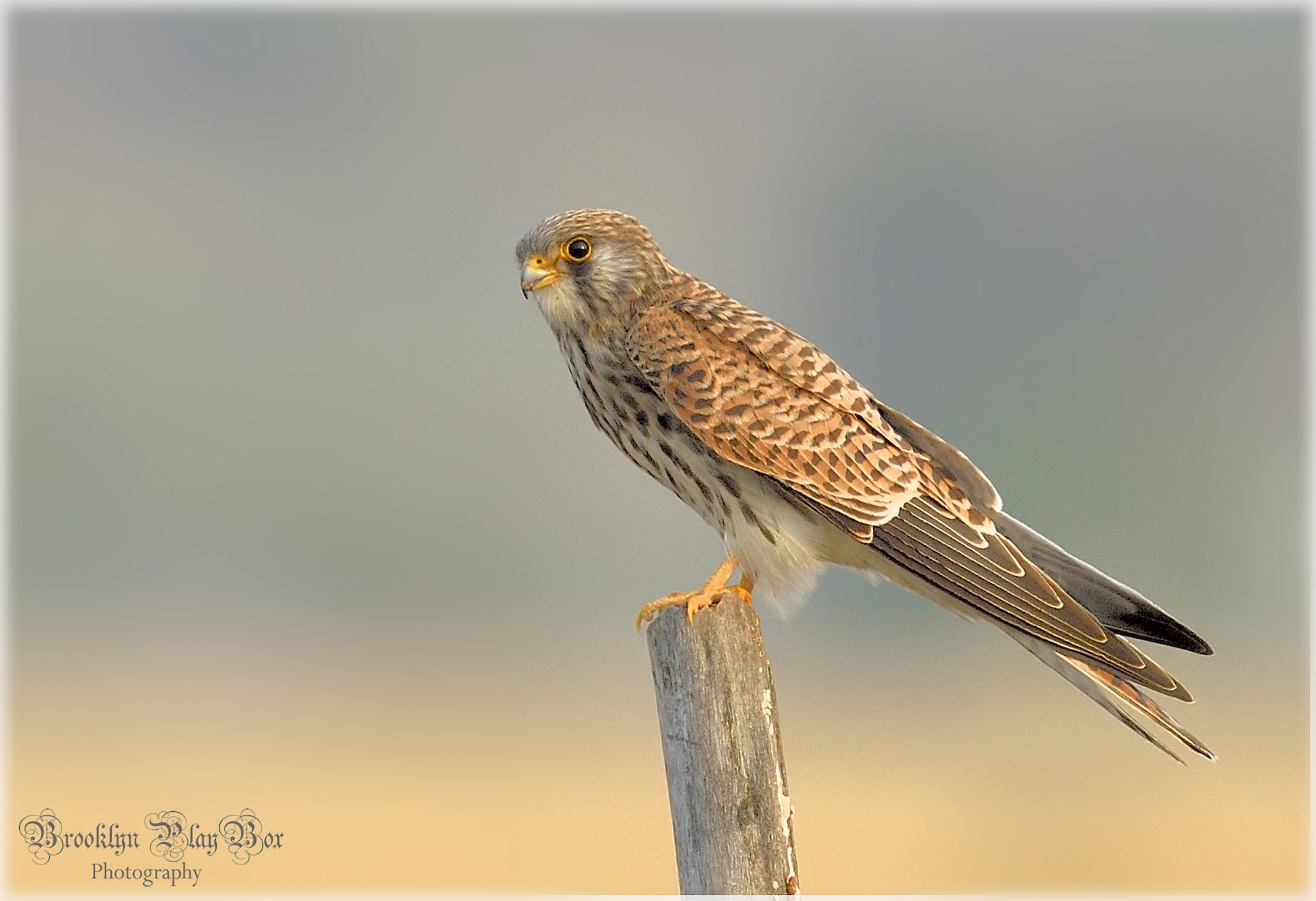 Ave sp. - eBird