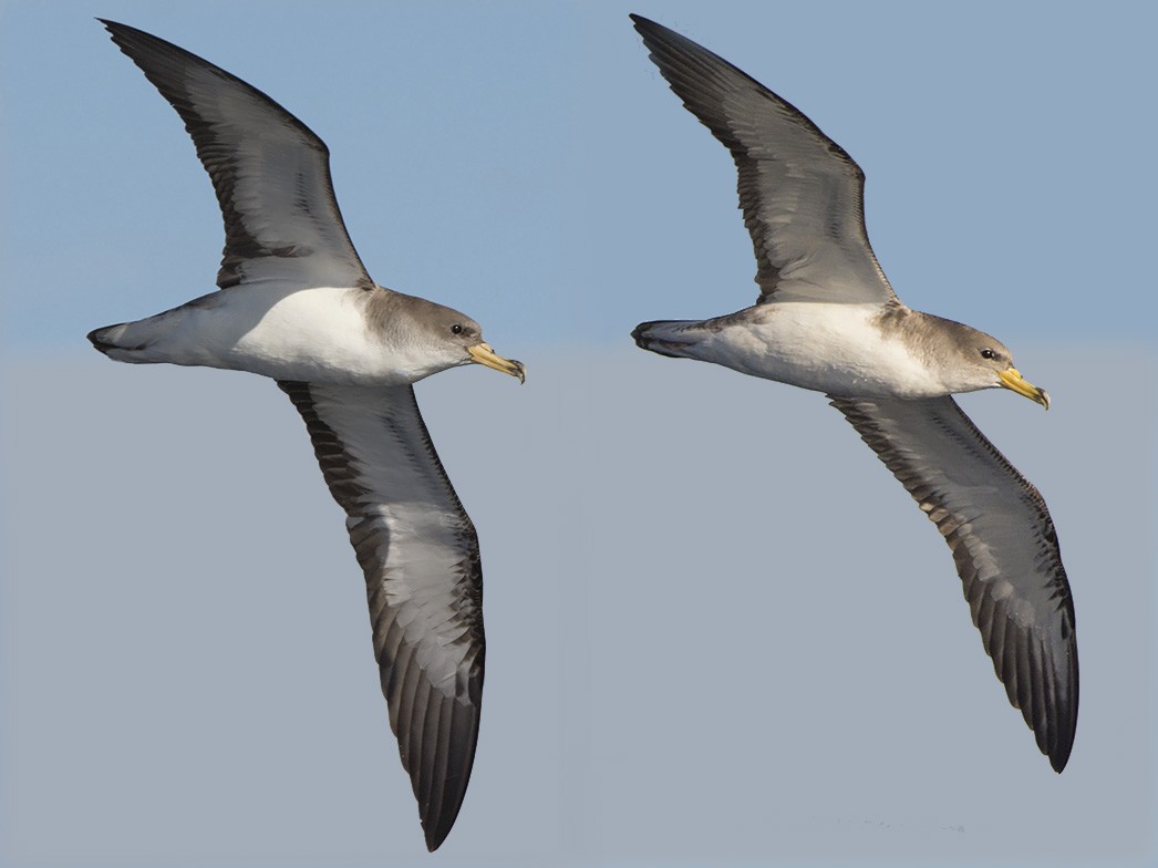 Cory's Shearwater (Scopoli's) - Miguel Rouco