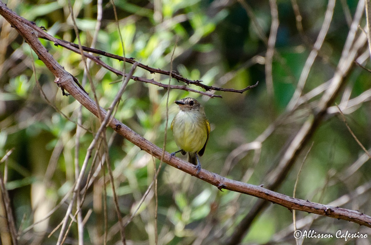 Smoky-fronted Tody-Flycatcher - ML185031081