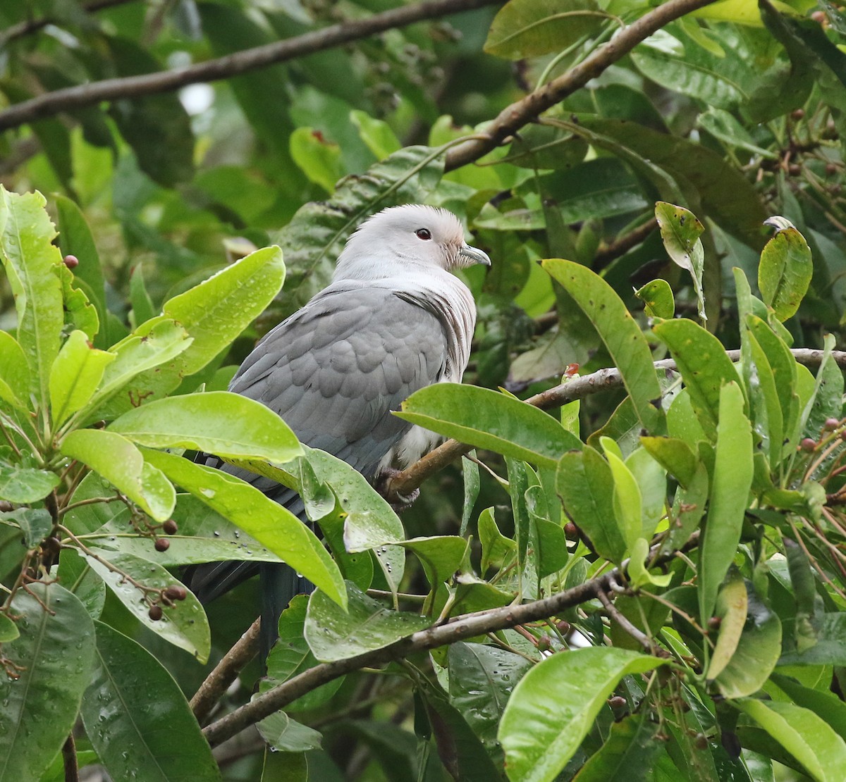 Gray Imperial-Pigeon - ML185032331