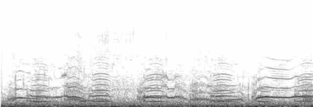 Cygne siffleur (bewickii) - ML185037021