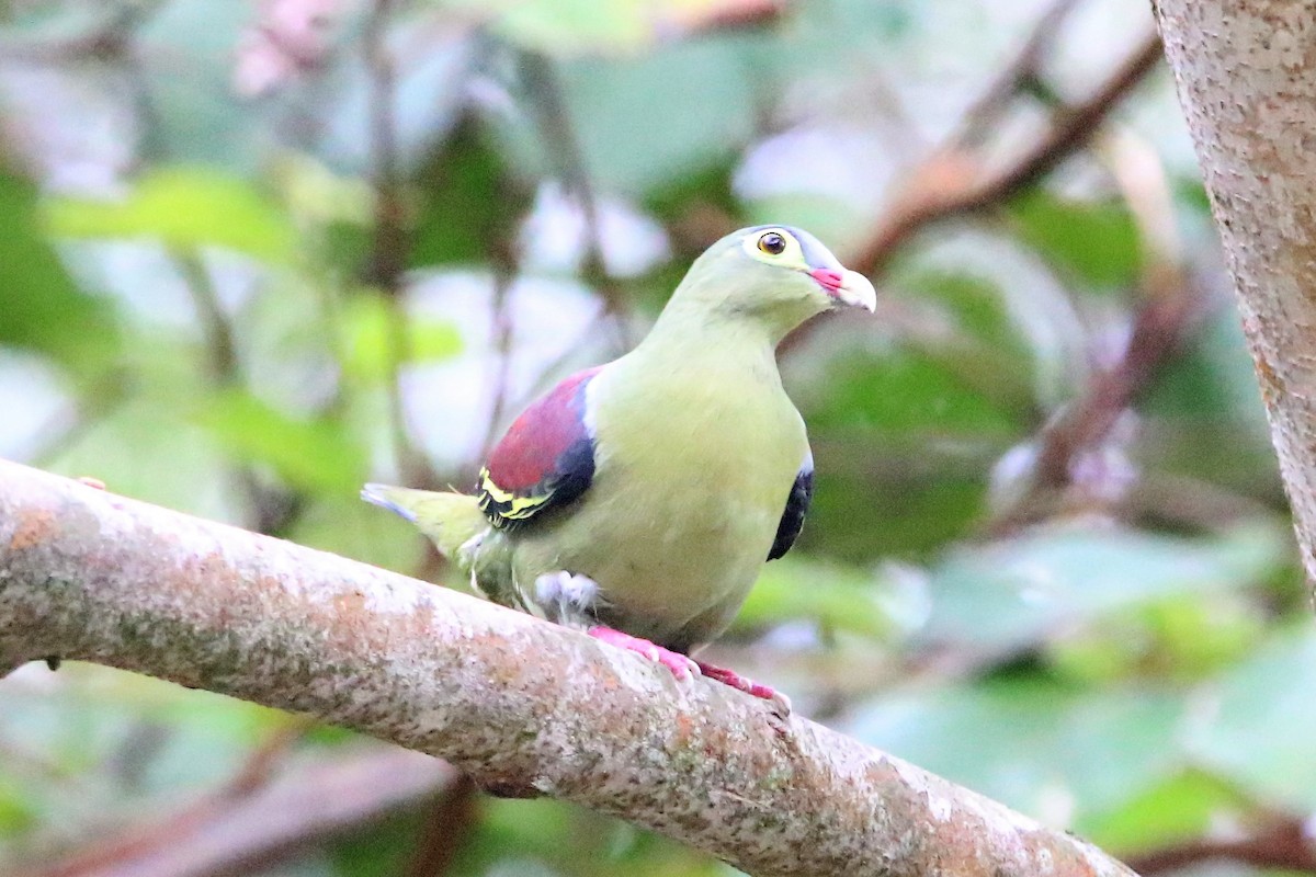 Thick-billed Green-Pigeon - ML185038191