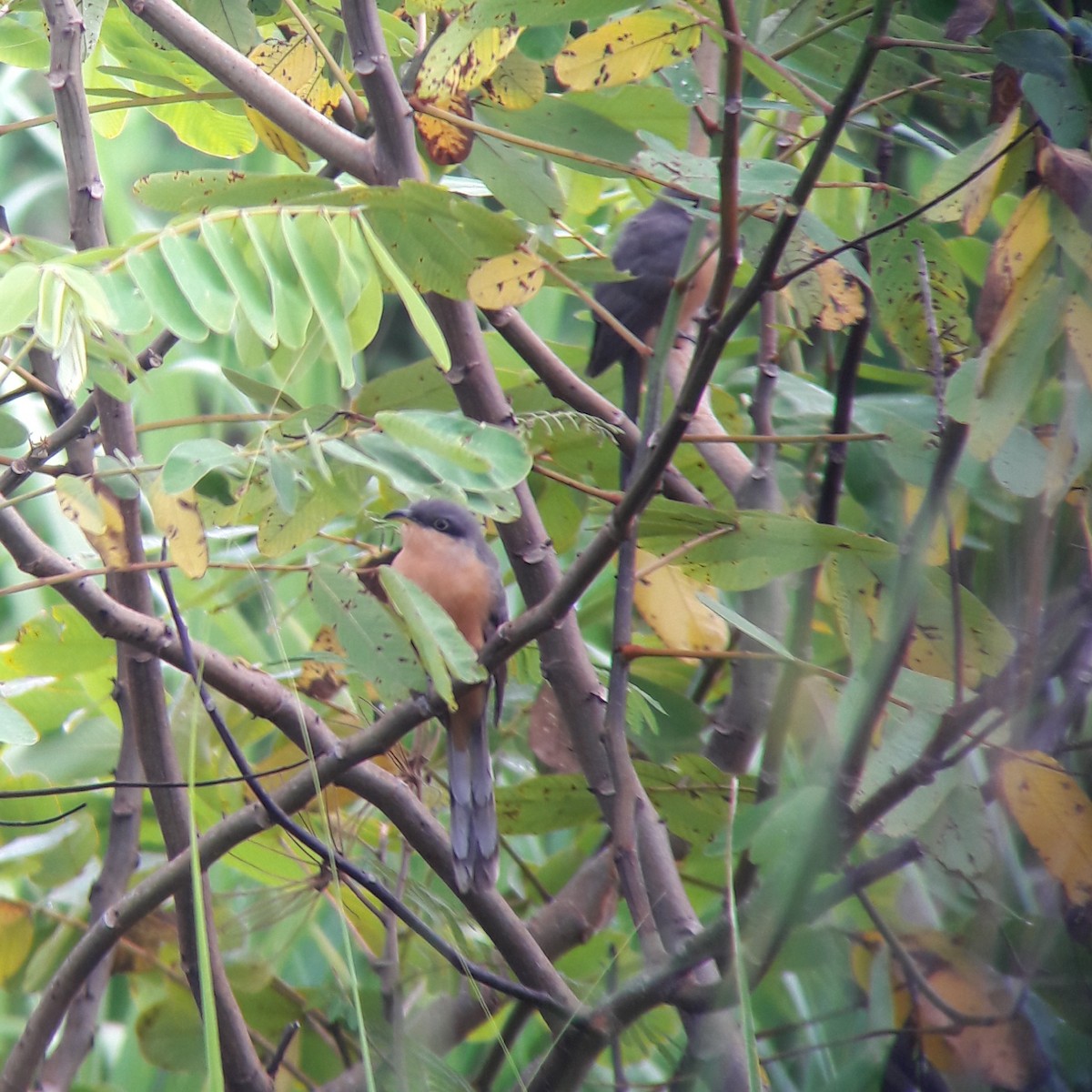 Mangrove Cuckoo - ML185040581