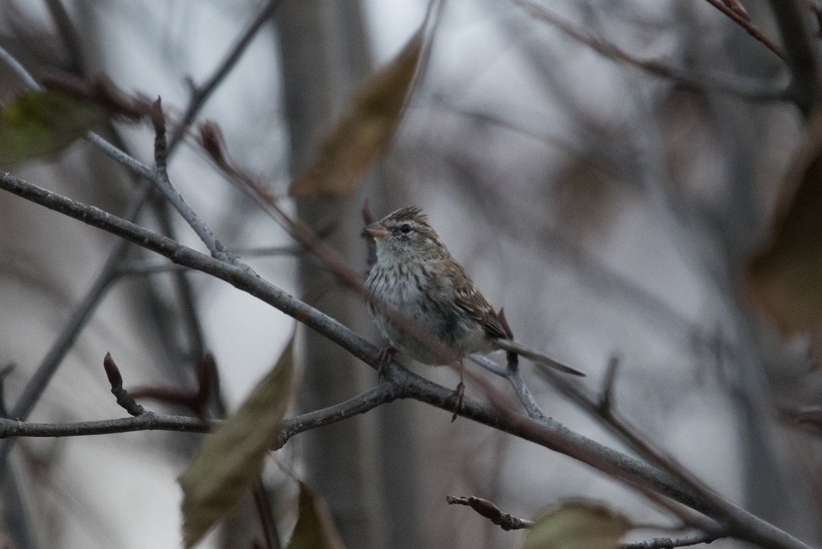 Chipping Sparrow - ML185041561