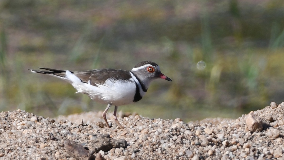 Three-banded Plover - ML185042041