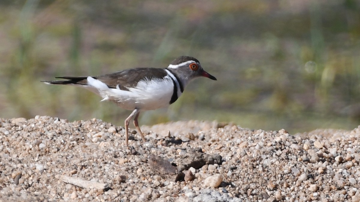Three-banded Plover - ML185042051