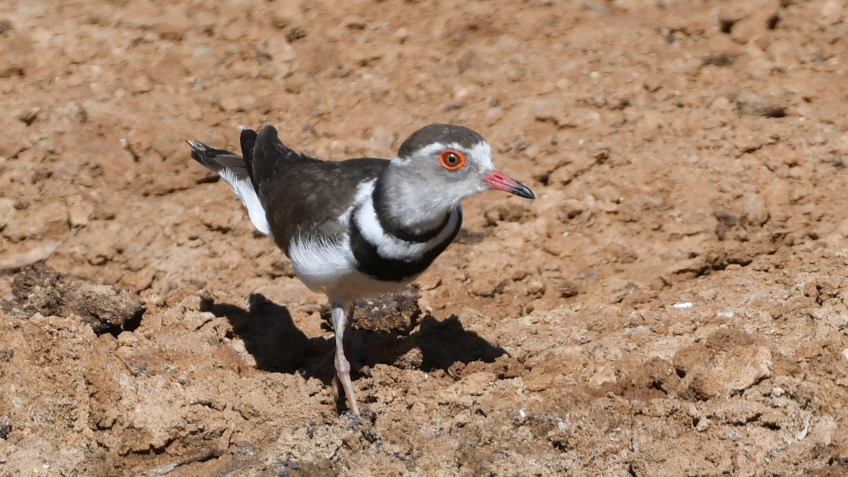 Three-banded Plover - ML185042061