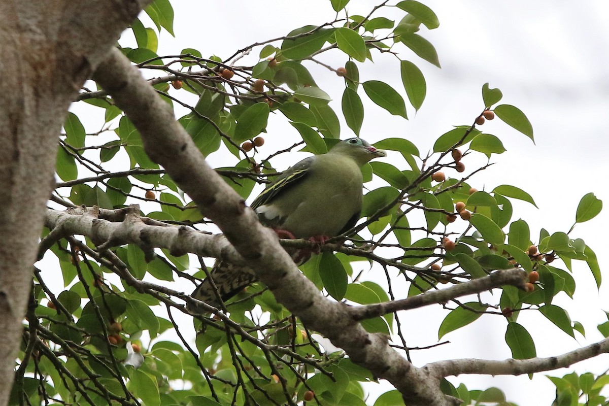 Thick-billed Green-Pigeon - ML185042491