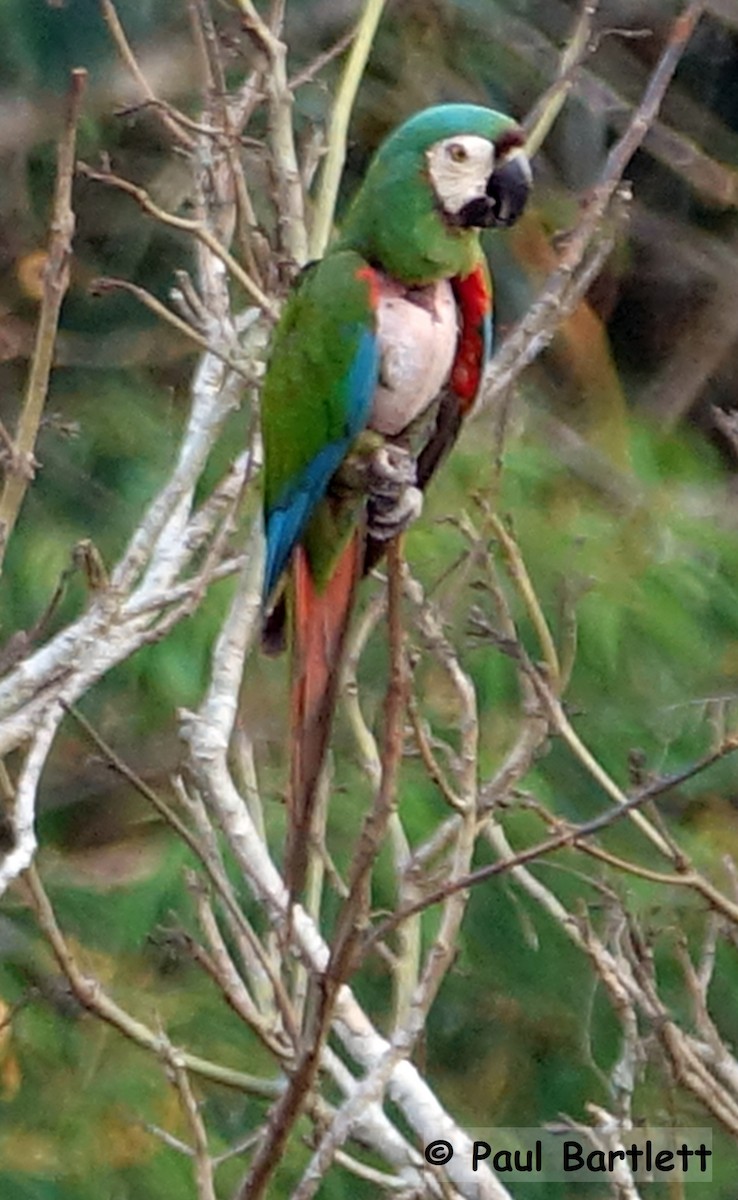 Chestnut-fronted Macaw - ML185043121