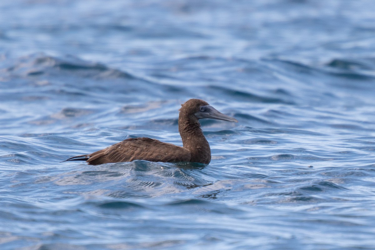 Brown Booby - ML185045041