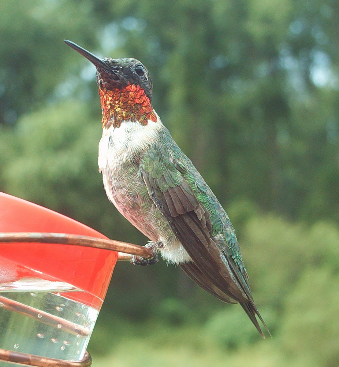 Ruby-throated Hummingbird - ML185045821