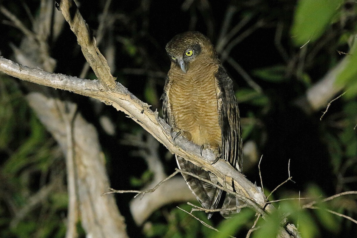 Rufous Owl - ML185045911