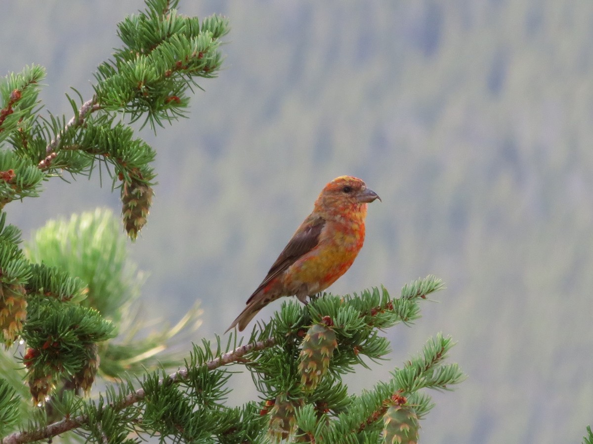 Red Crossbill - Pat Sterbling