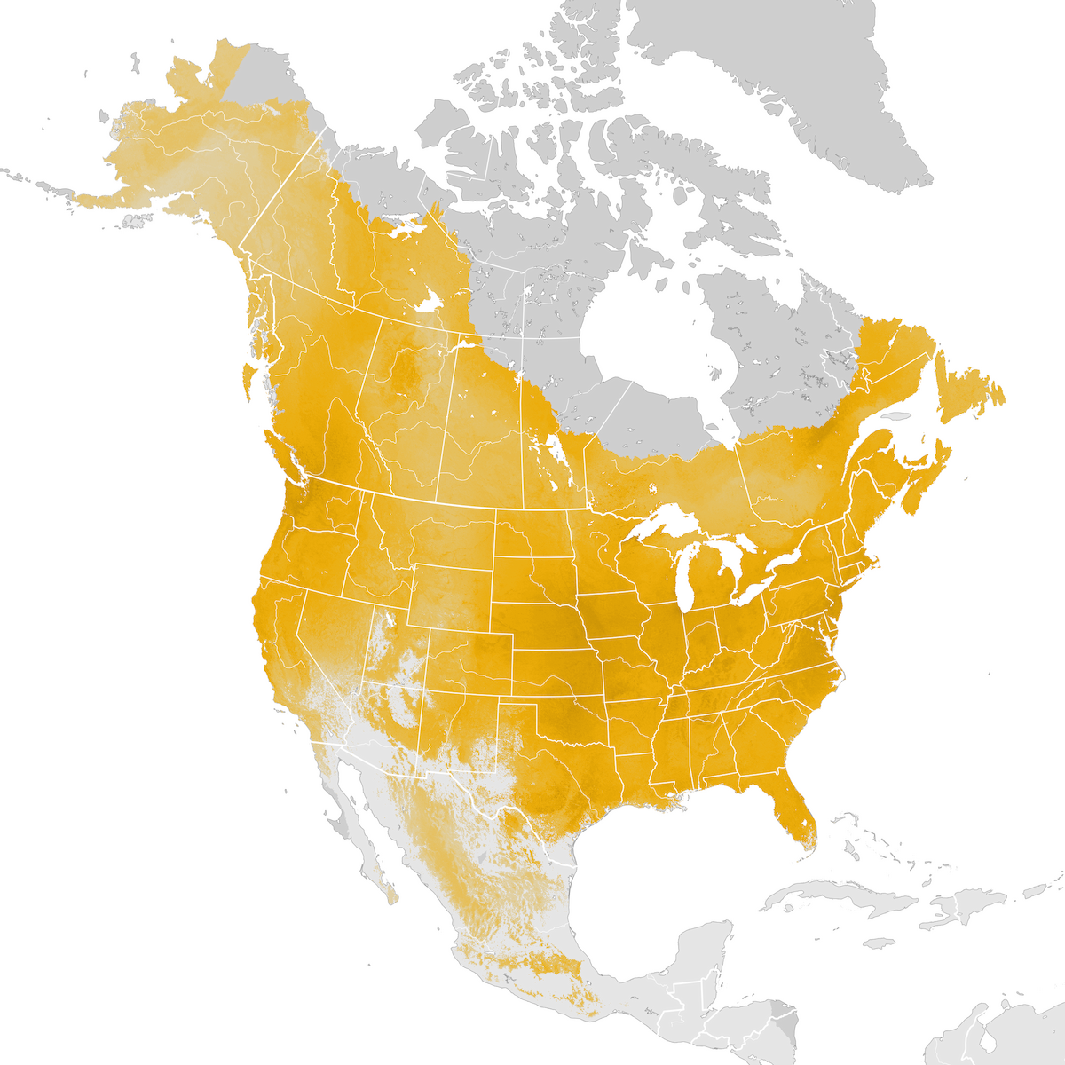 American Robin - Abundance map: Pre-breeding migration - eBird Status ...