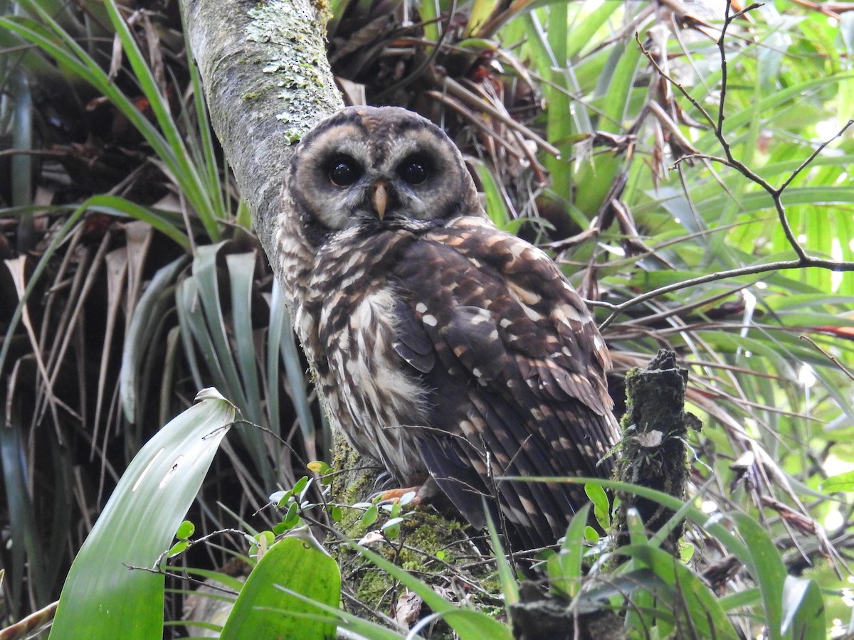 Fulvous Owl - ML185053061