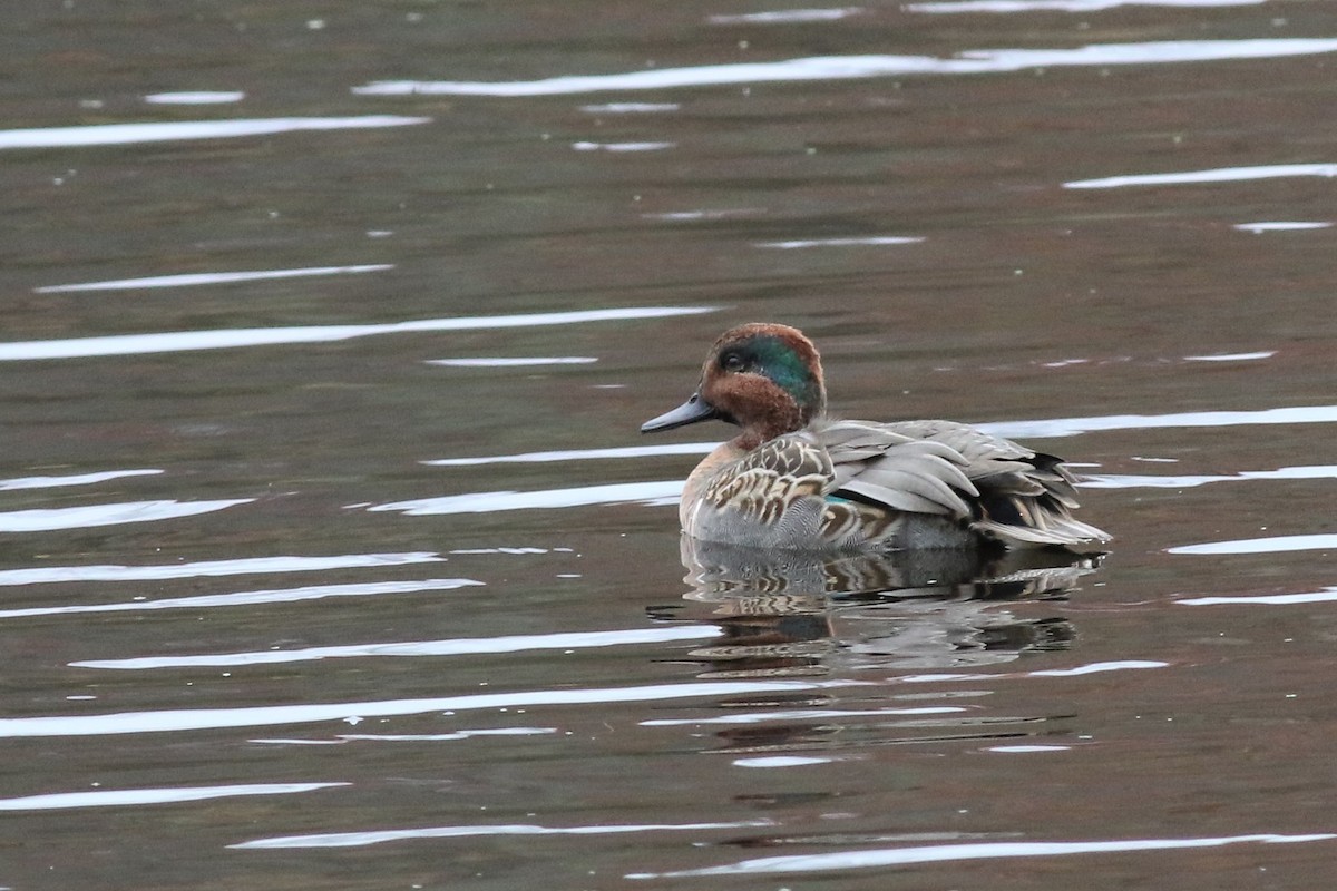 Green-winged Teal - ML185054381