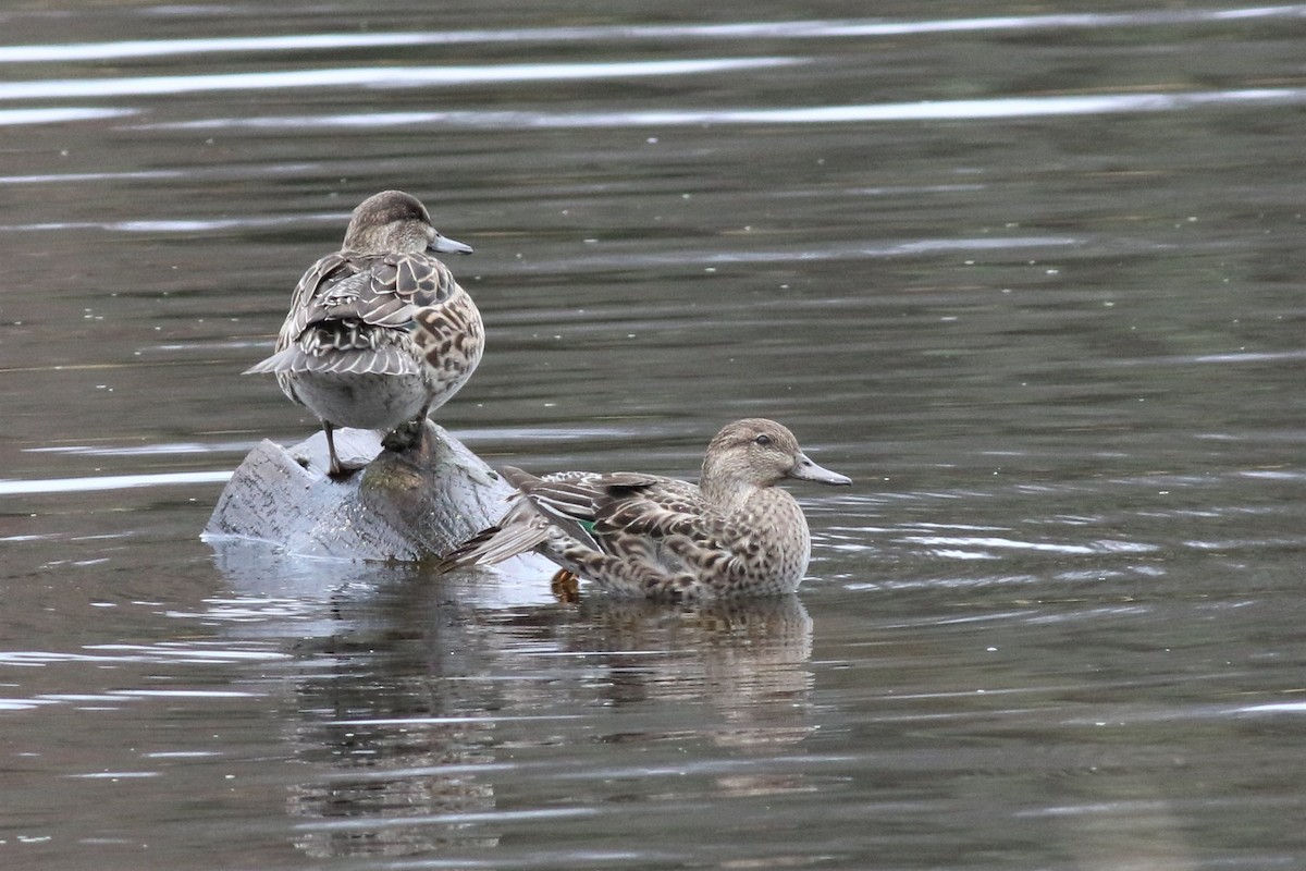 Green-winged Teal - ML185054391