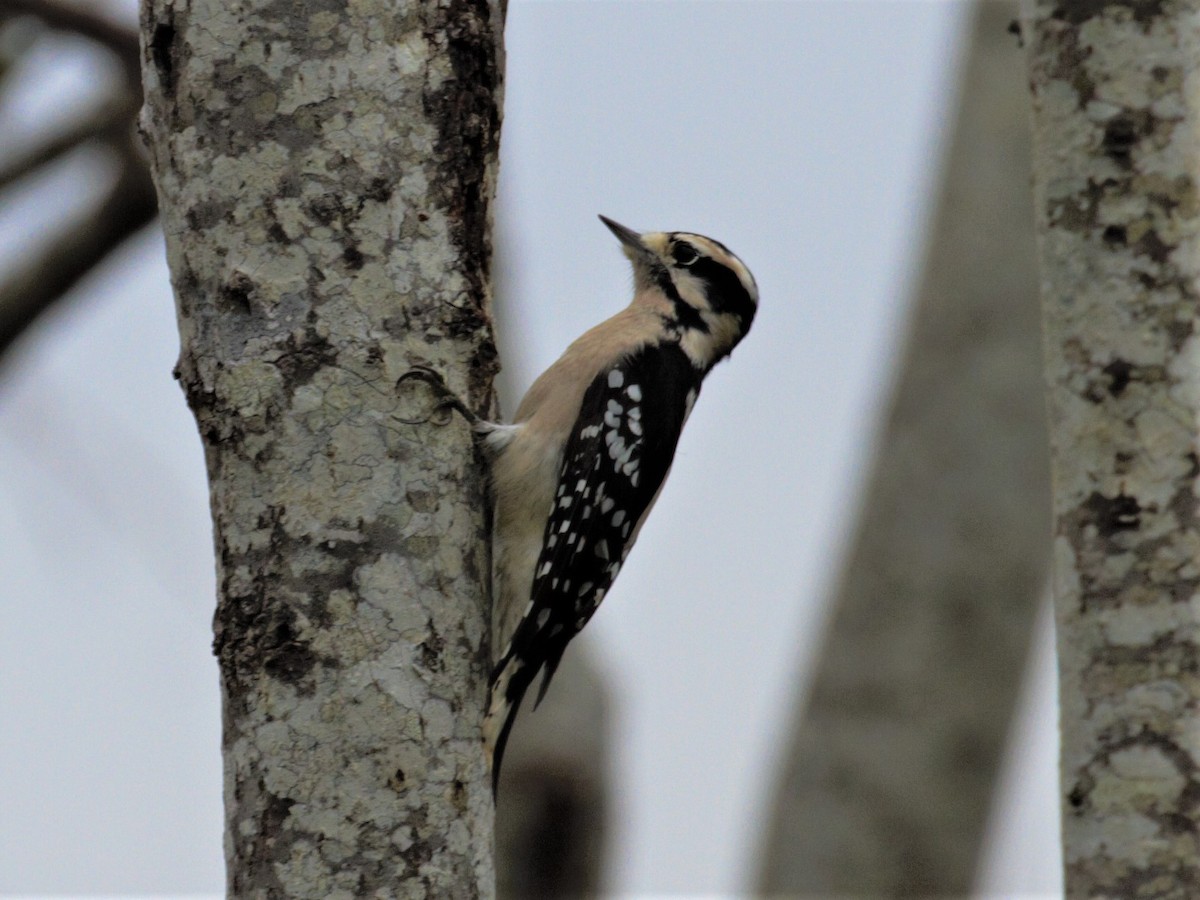 Downy Woodpecker - Bill Schmid