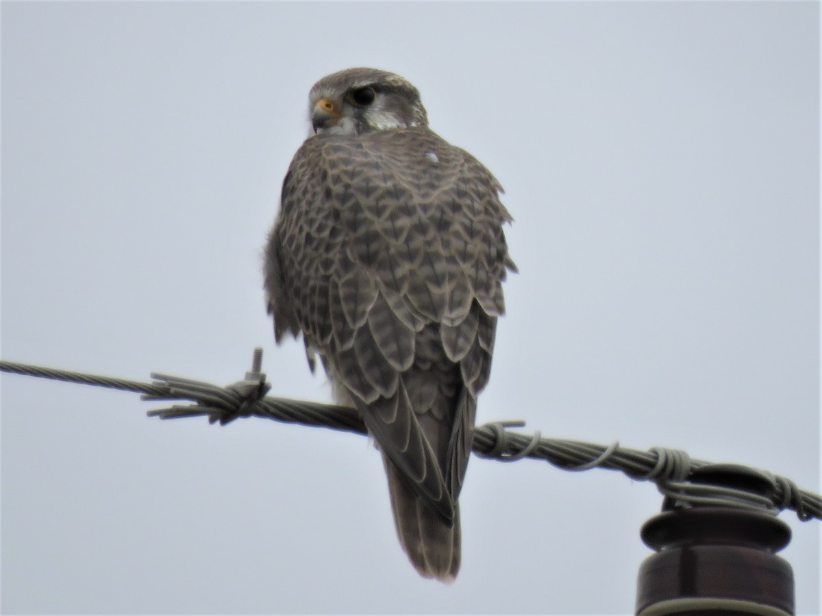 Prairie Falcon - Robin Gurule