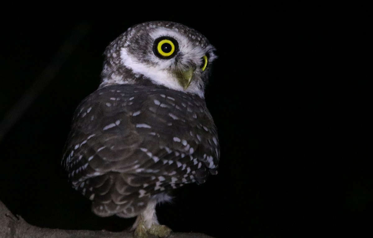 Spotted Owlet - ML185060951
