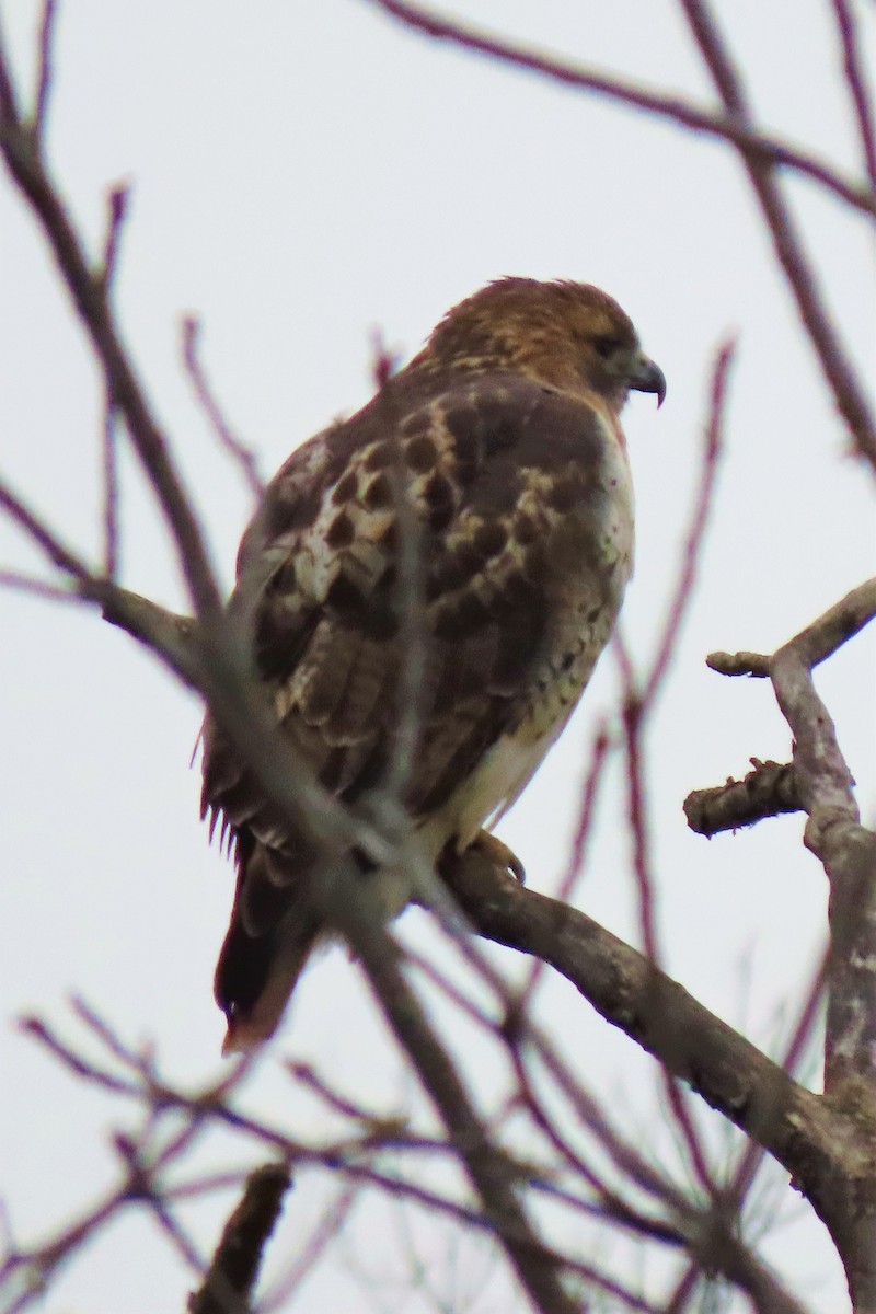 Red-tailed Hawk - ML185062221