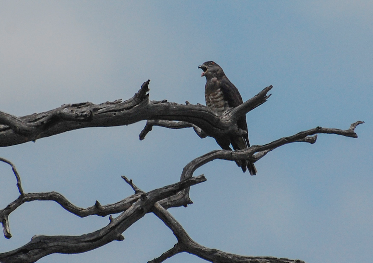 African Cuckoo-Hawk - Alistair Routledge