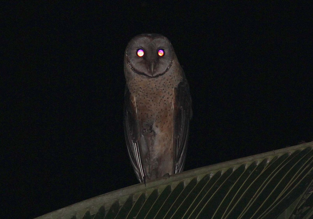 Sulawesi Masked-Owl - ML185062811