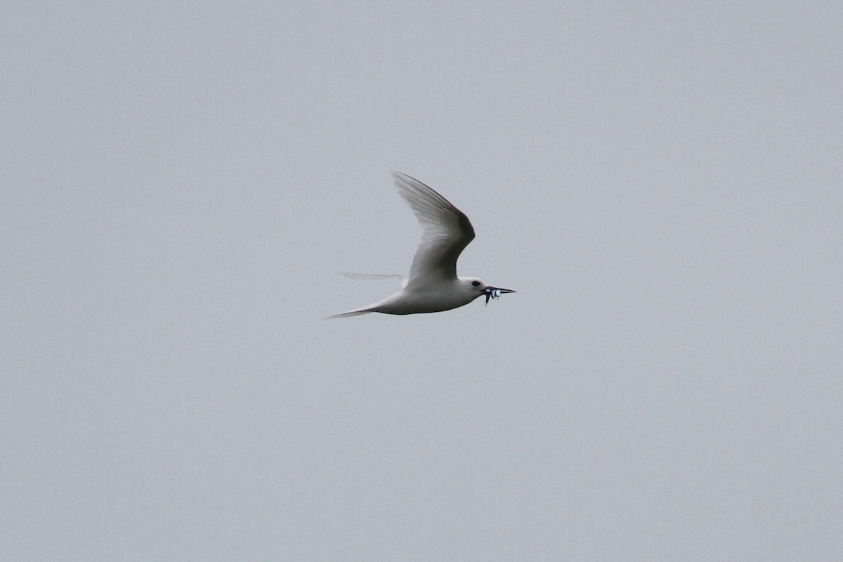 White Tern - ML185065621