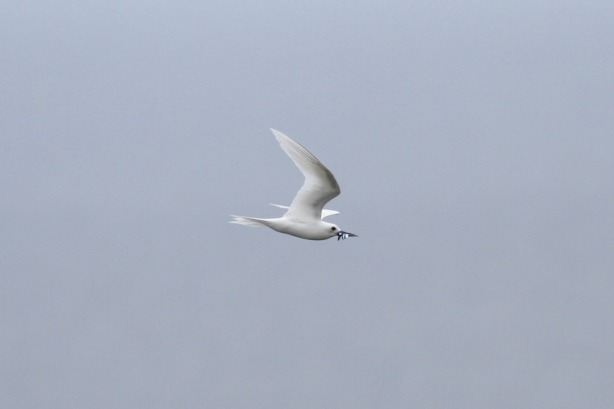 White Tern - ML185065631
