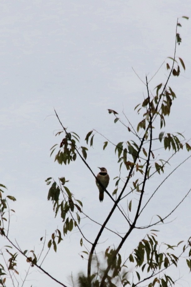 Northern Flicker (Yellow-shafted) - ML185070461