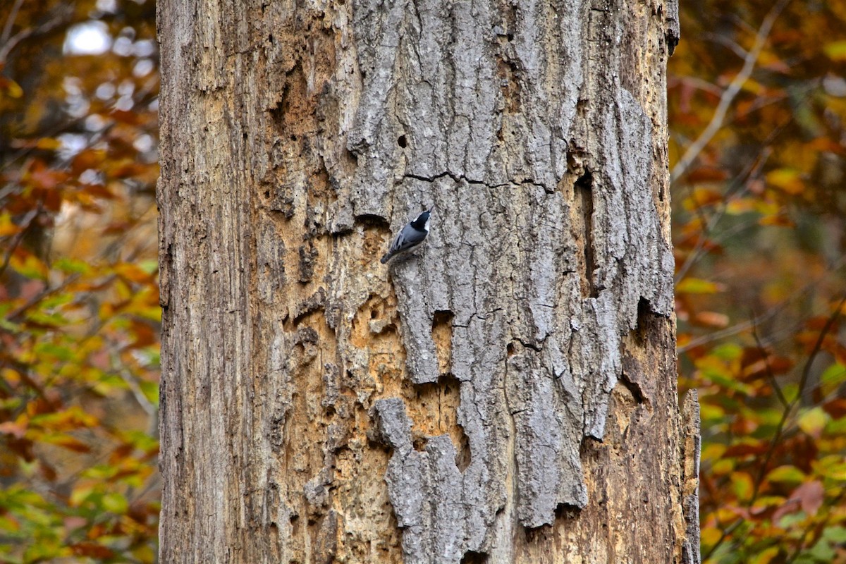 White-breasted Nuthatch - Vickie Baily