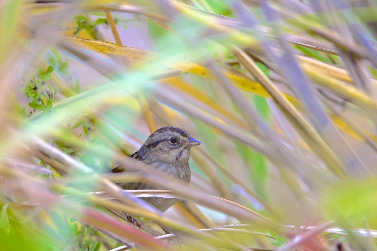 Swamp Sparrow - ML185071181