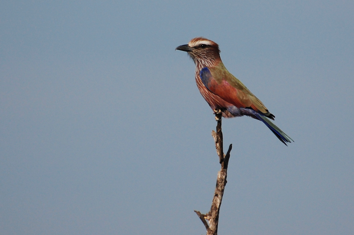 Rufous-crowned Roller - Alistair Routledge