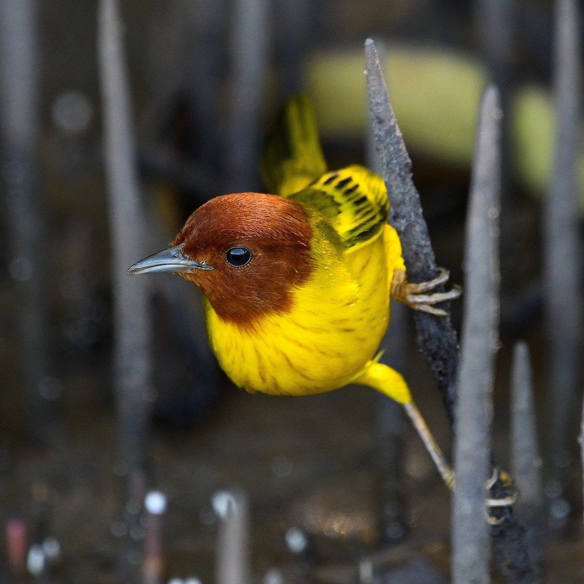 Yellow Warbler (Mangrove) - Maria Jose Lou