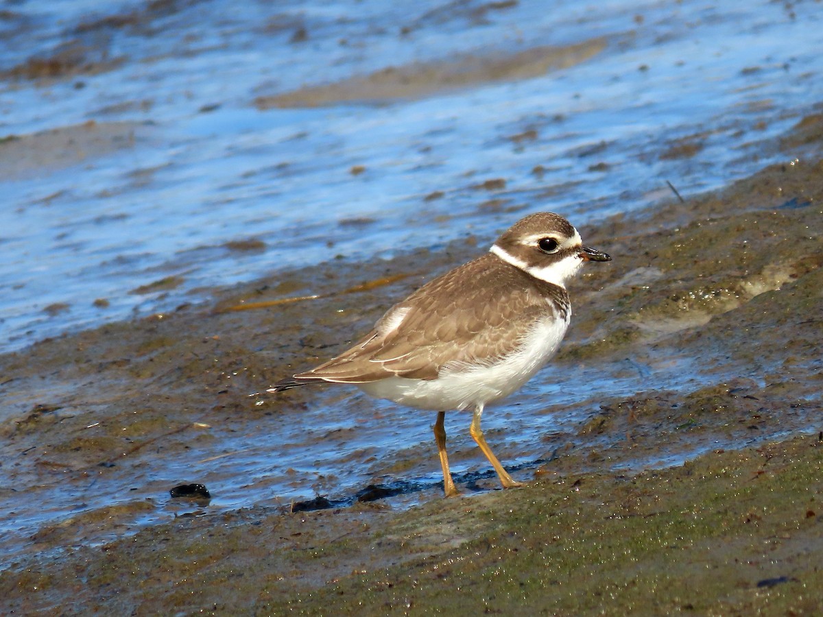 Semipalmated Plover - Ian Pepper
