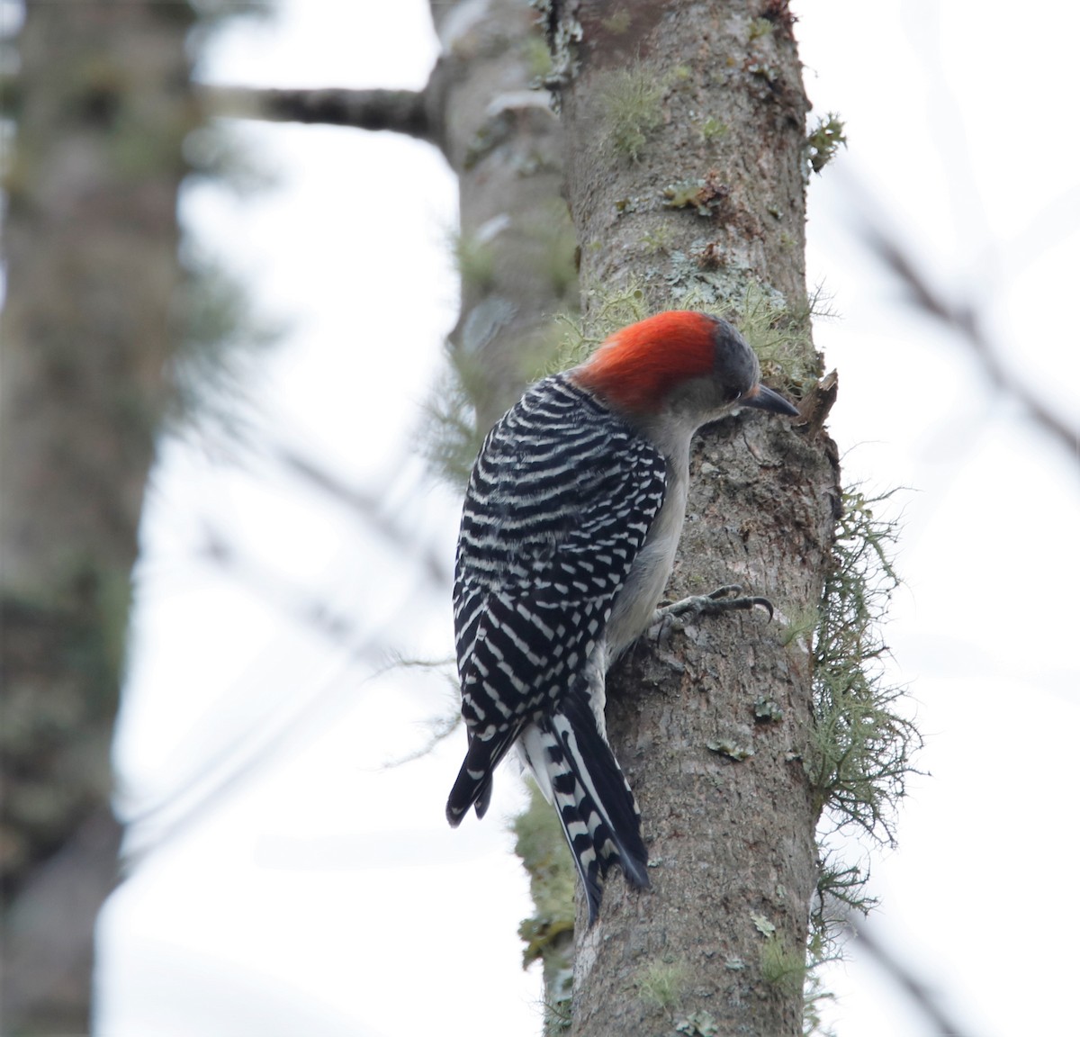 Red-bellied Woodpecker - ML185077251