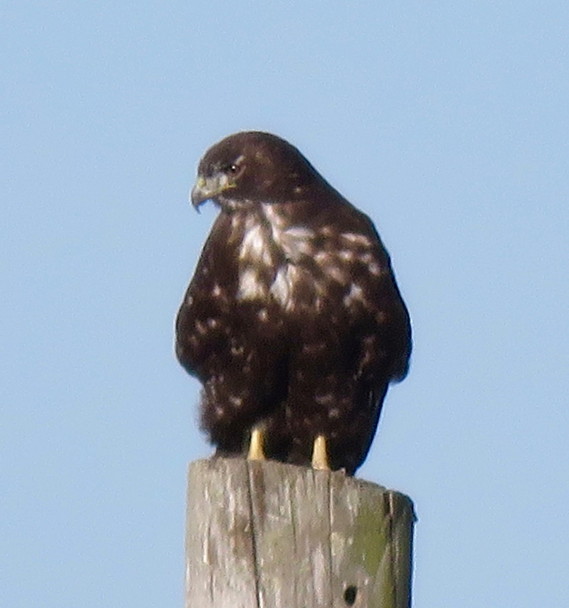 Red-tailed Hawk (Harlan's) - ML185079891