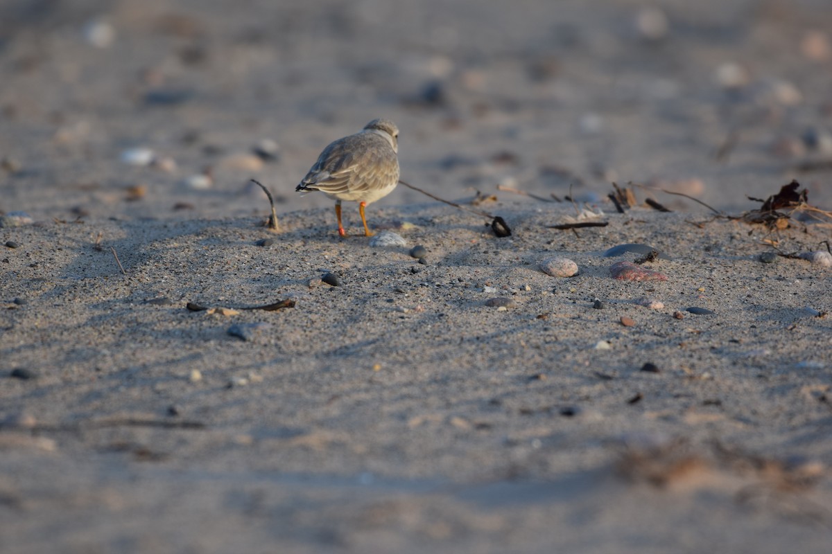 Piping Plover - ML185082401
